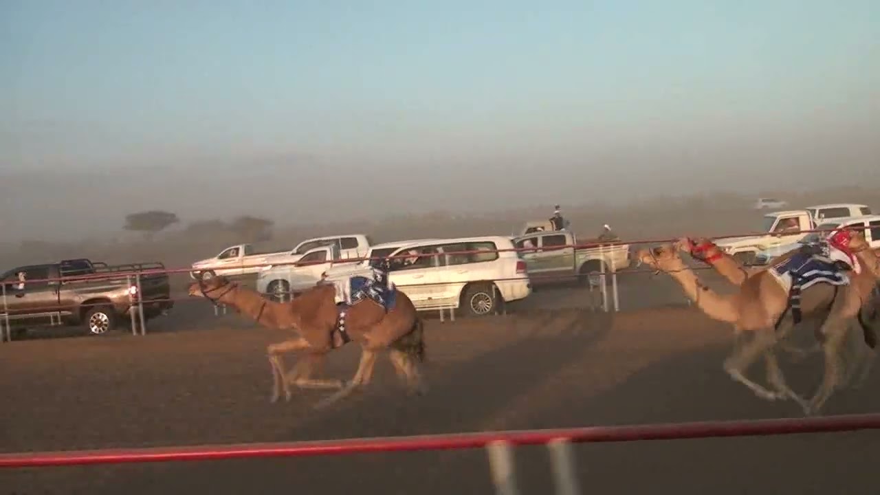 مركاض بديه الشوط الرابع