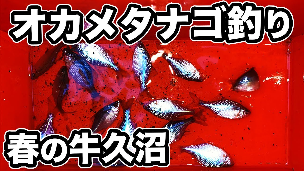 桜色のオカメタナゴ釣り  田んぼの用水路で  ゆるーく楽しんで来た  牛久沼 【小物釣り  タナゴ釣り  ホソ】