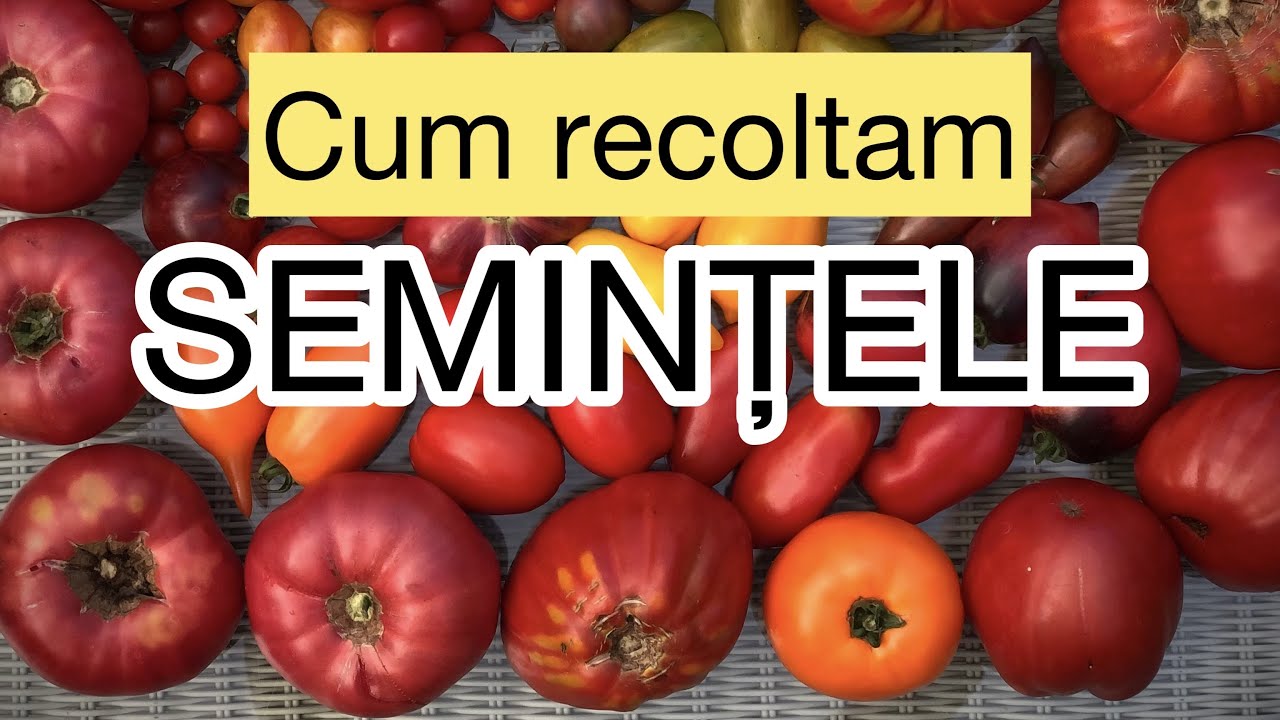 Cum recoltam semintele de rosii pas cu pas. Secrete pentru recolte bogate an de an