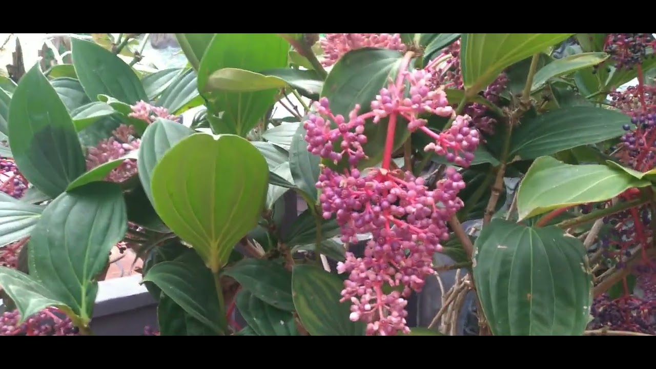 Loài hoa thật đẹp 