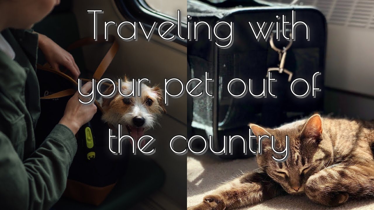 Traveling with a pet out of the country | Expat Dominican Republic | Retire | Relocation with pets