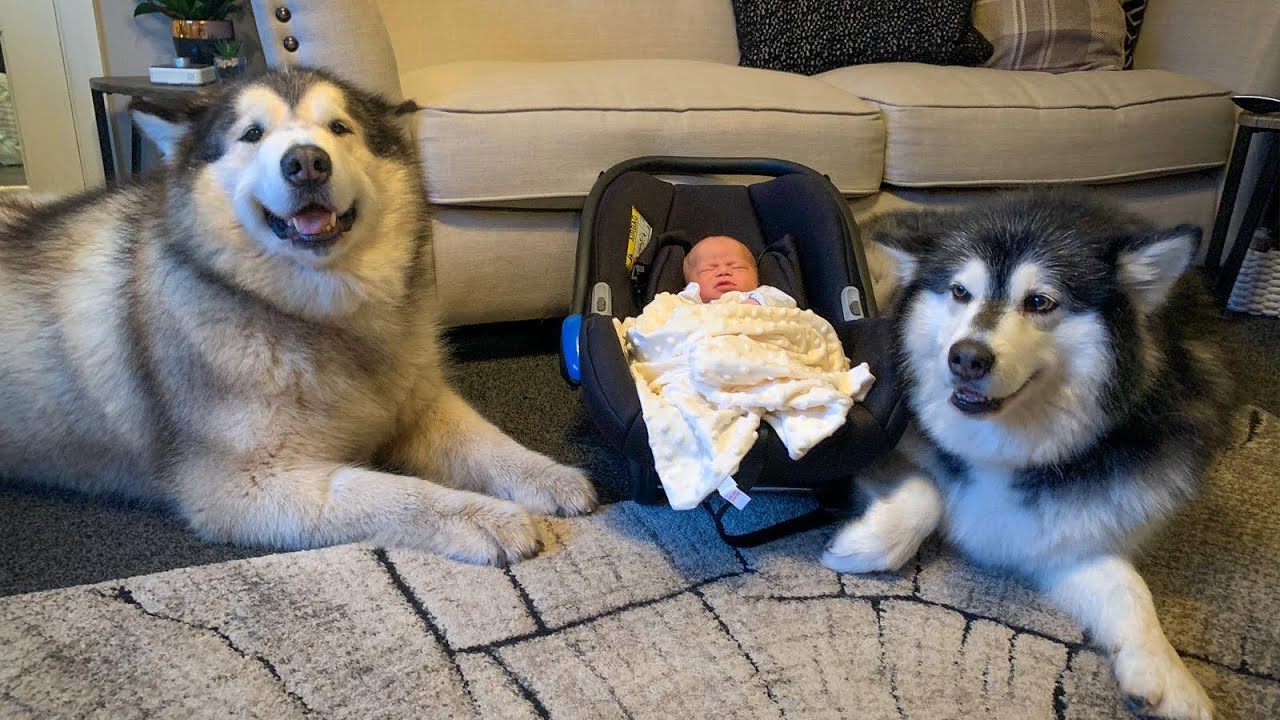Alaskan malamute meets new baby for the first time (cutest reactions)