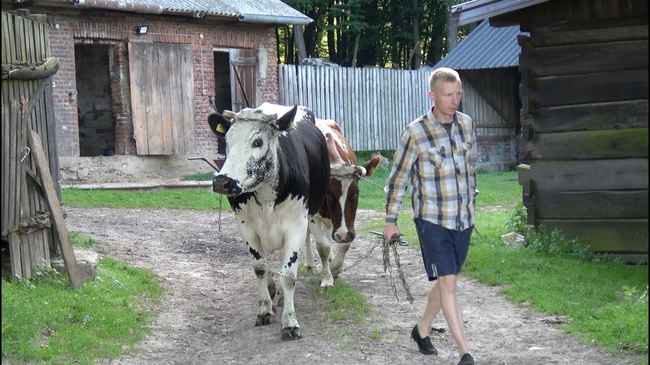 wieś spokojna, wieś wesoła - 3 rasy rodzime bydła