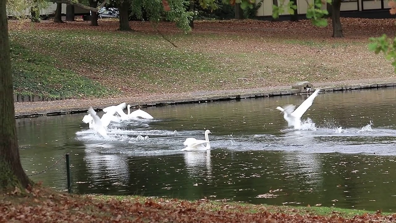 Young swans train for take off in Rheinaue Bonn