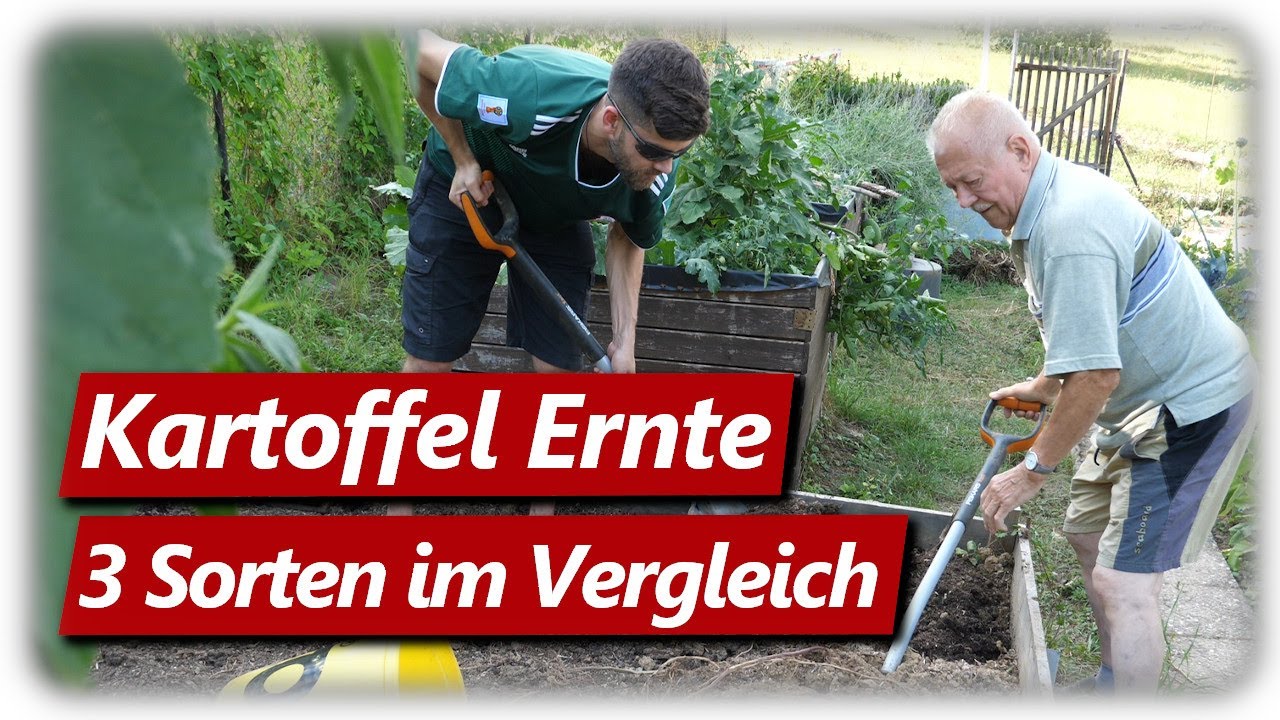 Kartoffel Ernte im Hochbeet | Blauer Schwede, Bamberger Hörnchen, Blaue St. Galler