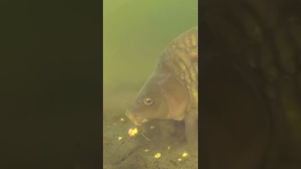 Massive mirror carp 😳😳 #mirror #carp #shorts #fishing #subscribe #fypシ #fyp #recommended #love