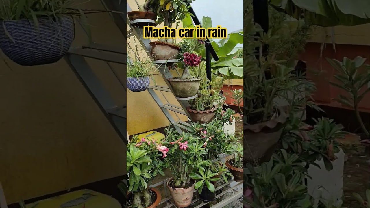 #rooftop garden#rainy day#shortsvideo