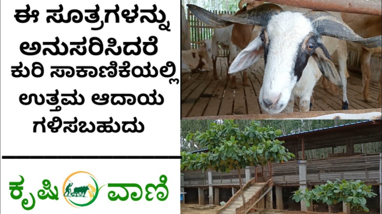 ಕುರಿ ಸಾಕಾಣಿಕೆಯಲ್ಲಿ ಯಶಸ್ವಿಯಾಗಲು ಈ ಸೂತ್ರಗಳನ್ನು ಅನುಸರಿಸಿ | Kuri Sakanike | Sheep Farming | Suresh Babu