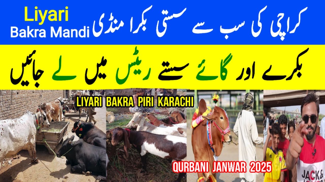 Karachi Cow Mandi 2025 | Sasti Liyari Bakra Mandi | Cheapest Castle Mandi Karachi 2025 | Cow Mandi