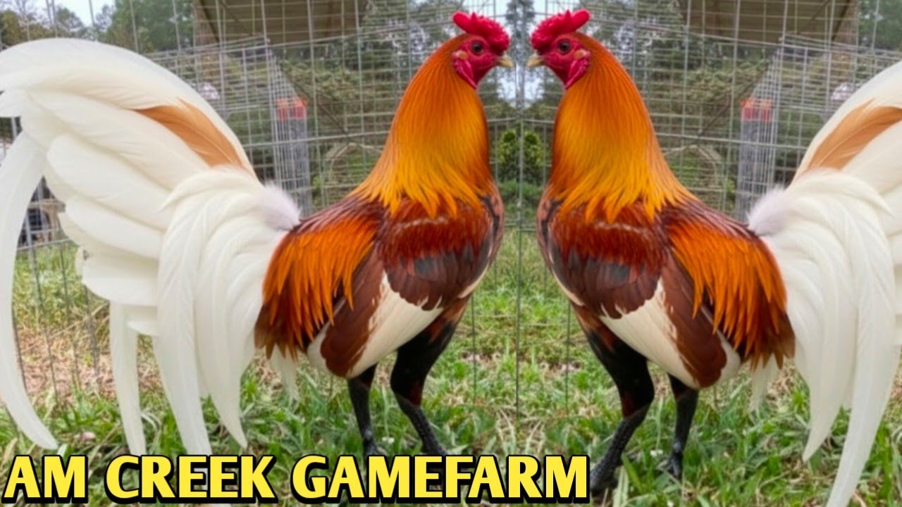 Beautiful Birds - AM CREEK FARM