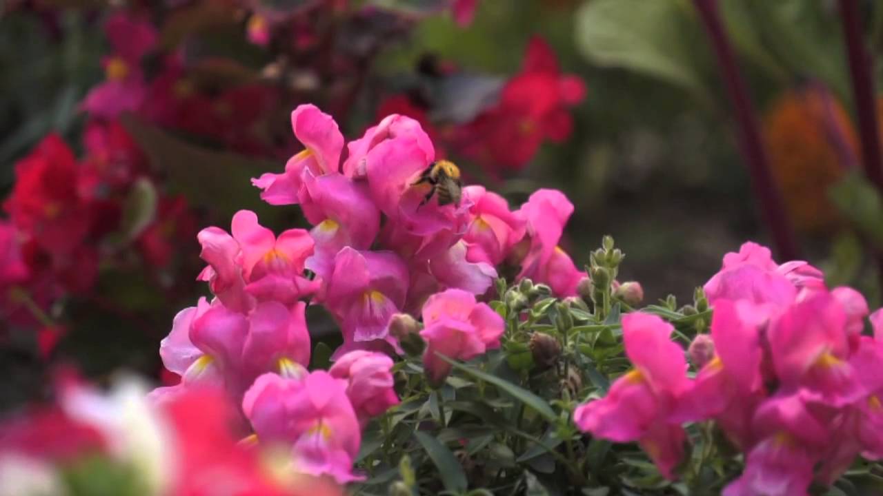 Un jardin extraordinaire à la crèche de la Delphine