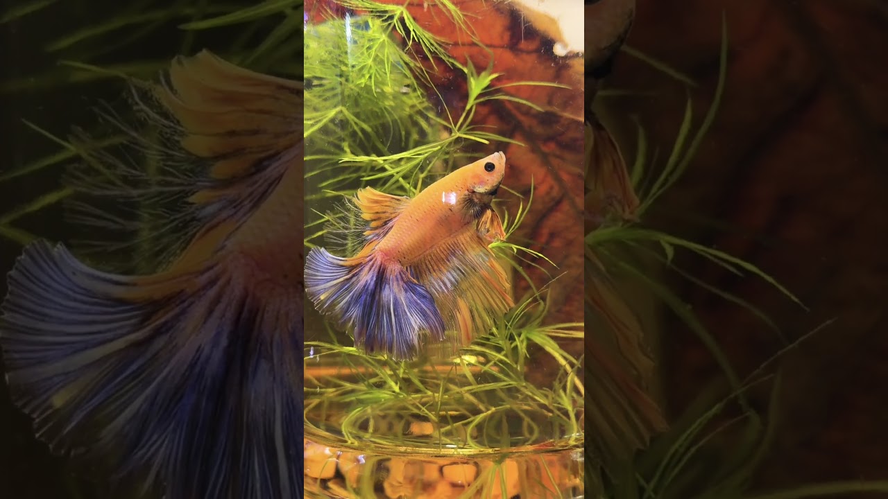 Betta fish aquarium setup 