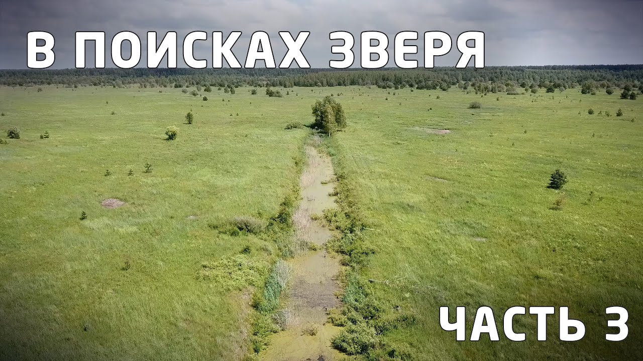 Мещёрские просторы. Исследовательская экспедиция в поисках зверей. Фотоохота. Часть 3. 2024. [4K]