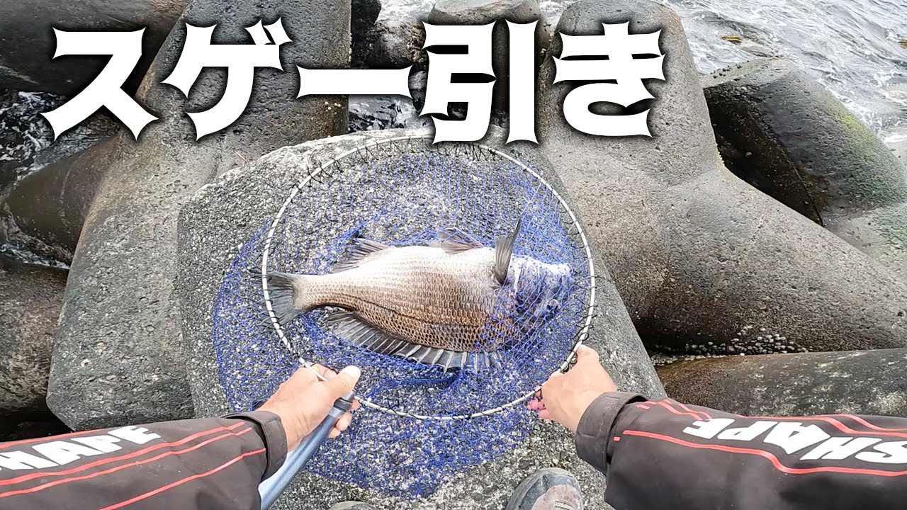 【紀州釣り】殆ど４０ｃｍ前後の良型黒鯛が連発【黒鯛釣り】【釣武者】