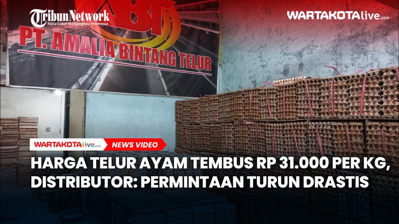 Harga Telur Ayam Tembus Rp 31 000 Per Kg, Distributor, Permintaan Turun Drastis