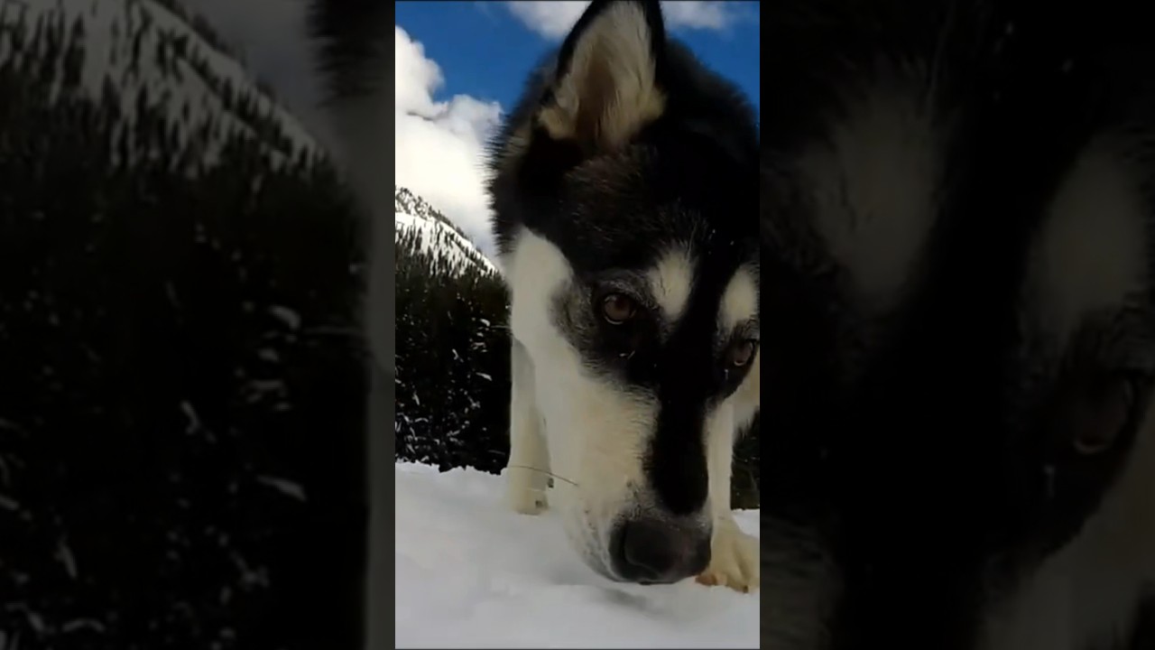 ❄ 