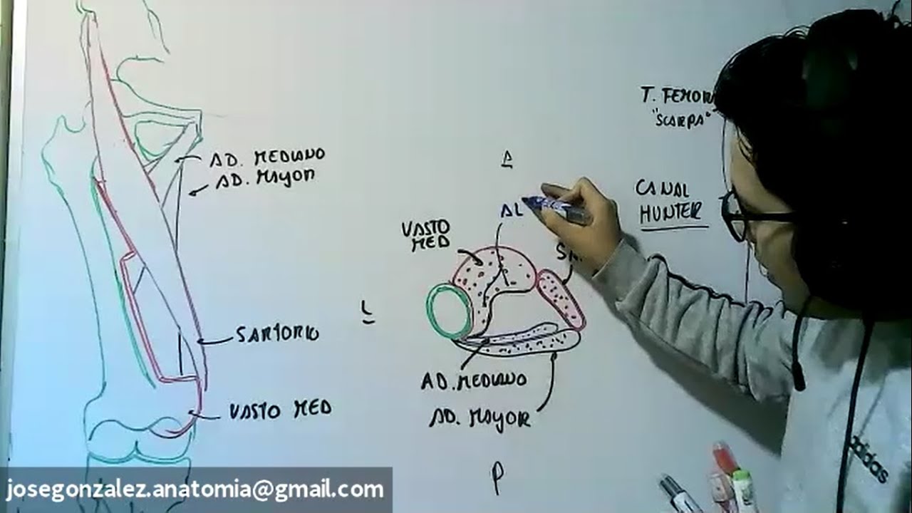CANAL DE HUNTER (Fragmento de clase)