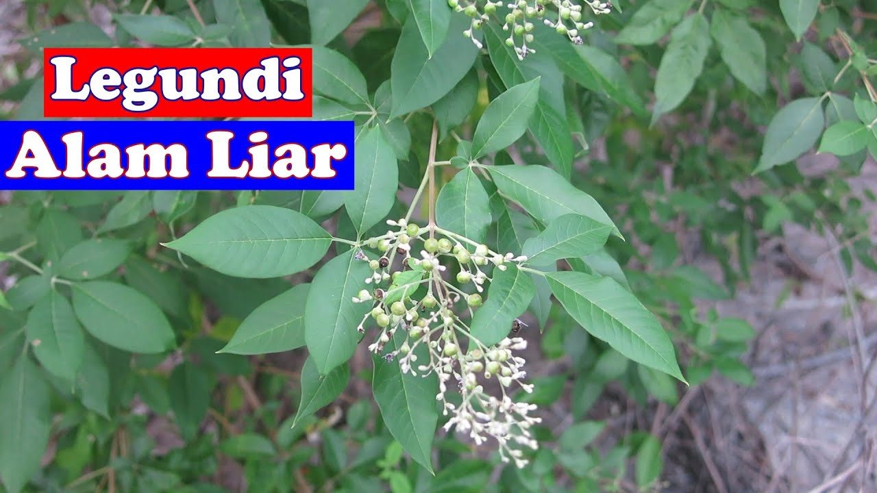 Mengenal Pohon Legundi di alam Liar. #legundi #pohonlegundi #bonsailegundi