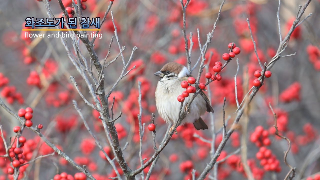 새가 없으니 너라도 ㅎ~ 화조도, 참새 (Eurasian tree sparrow)