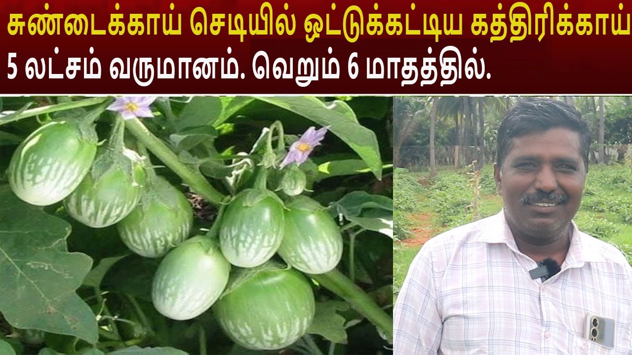 சுண்டைக்காய் செடியில் ஒட்டுக்கட்டிய கத்திரிக்காய் 5 லட்சம் வருமானம். வெறும் 6 மாதத்தில். brinjal