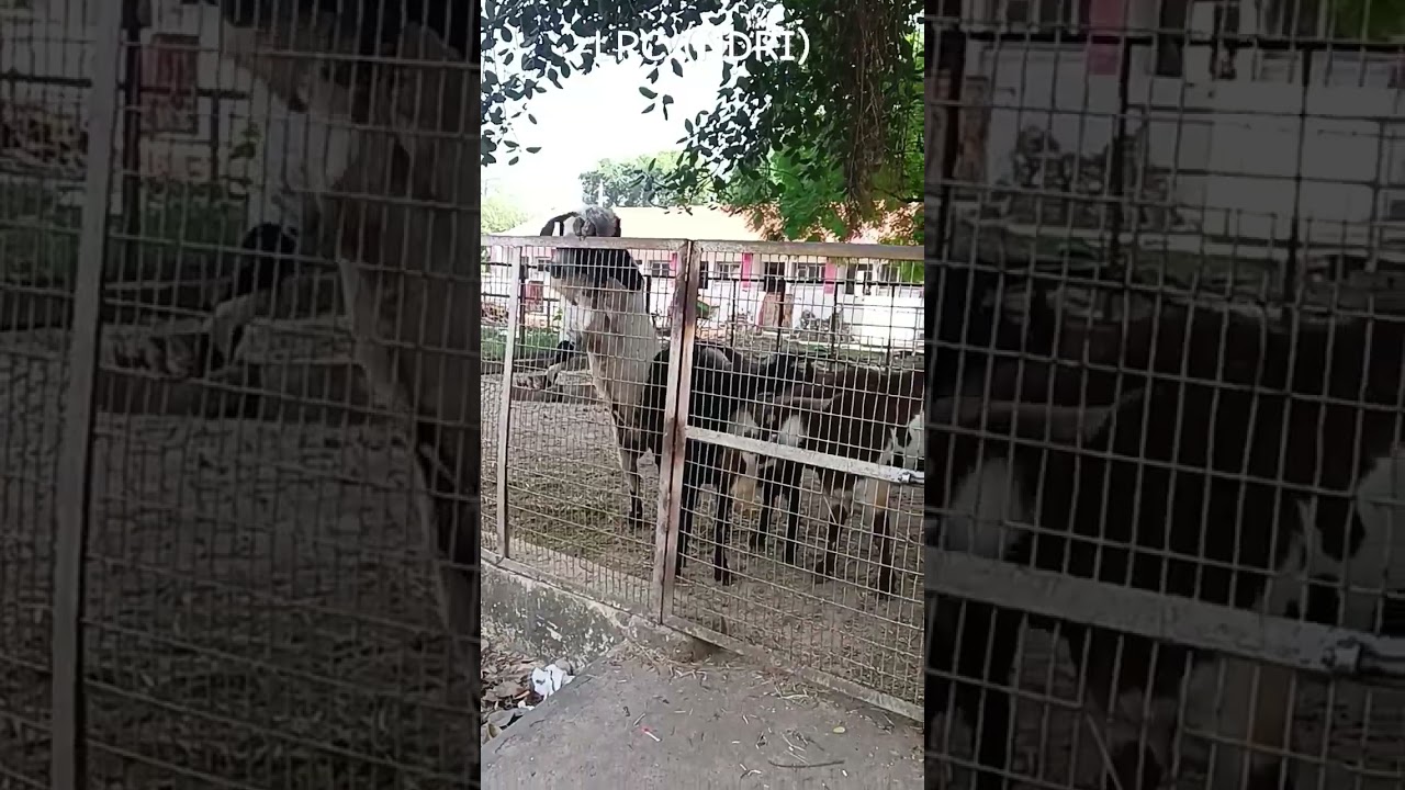 Goat farm ( NDRI)KARNAL
