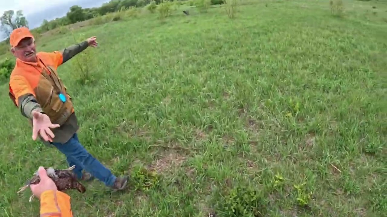 AKC Junior Hunt Test - Pointing Breeds