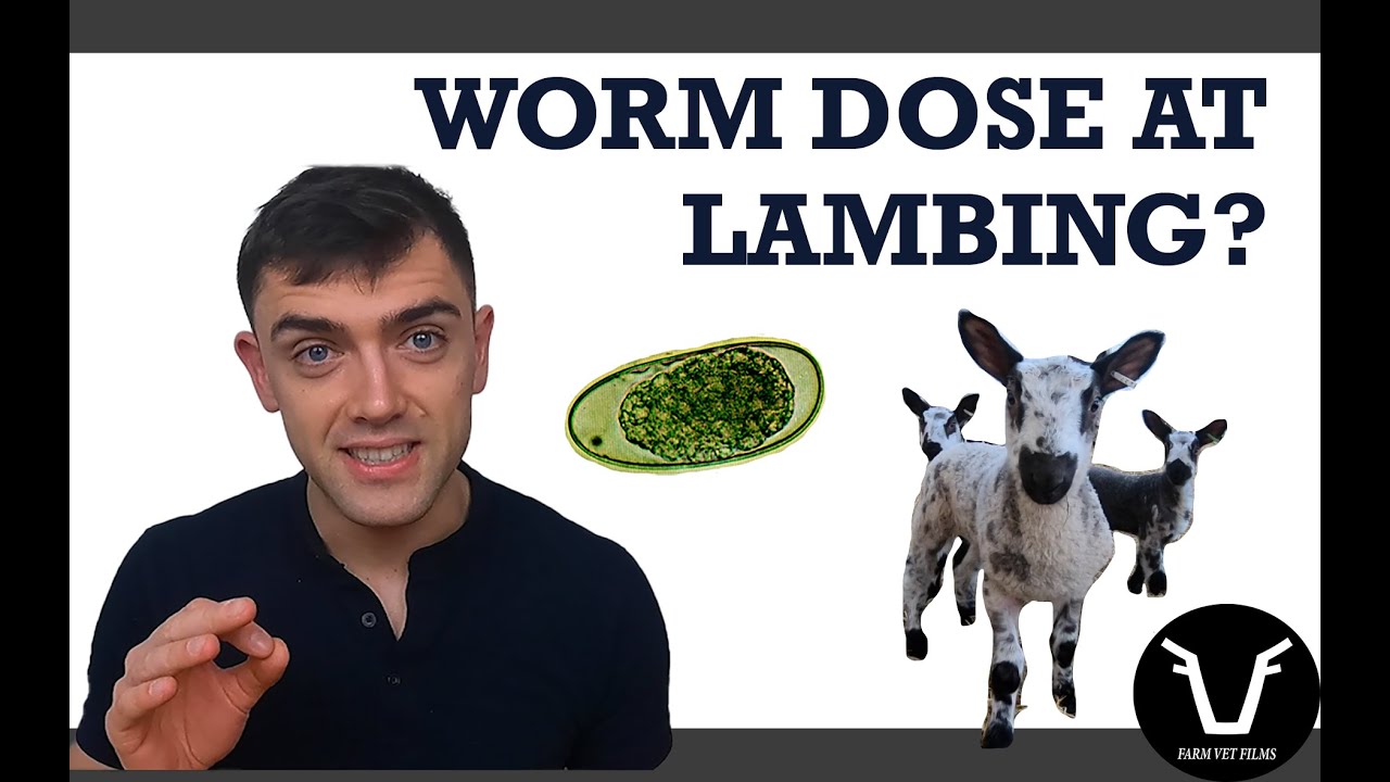 SHOULD EWES BE WORMED AT LAMBING? PART I | TECHNICAL #38