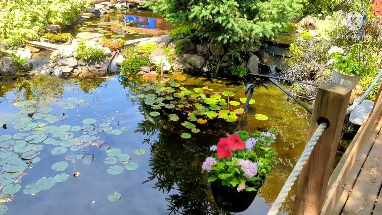 Relaxation and Meditation Garden Pond video made to assist with Insomnia and Anxiety. Zen Koi Pond