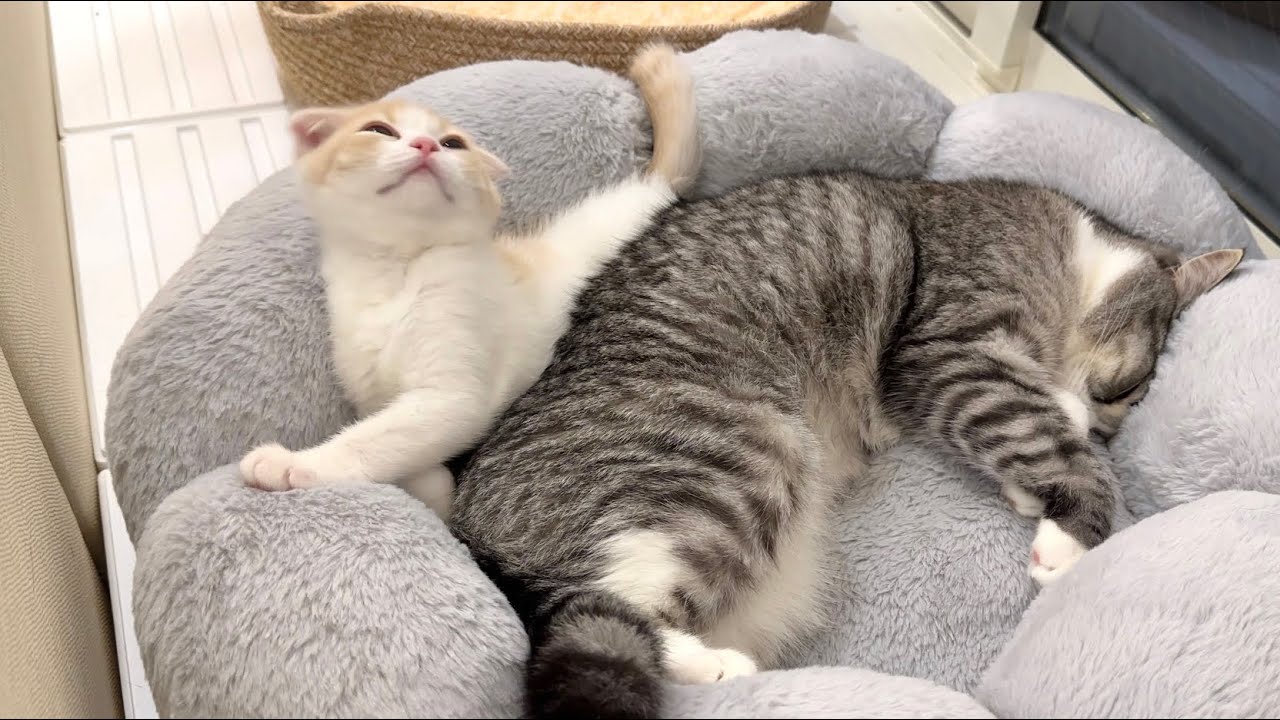 お昼寝してたら兄猫に押し潰されて抜け出せなくなっちゃった子猫がかわいすぎたw