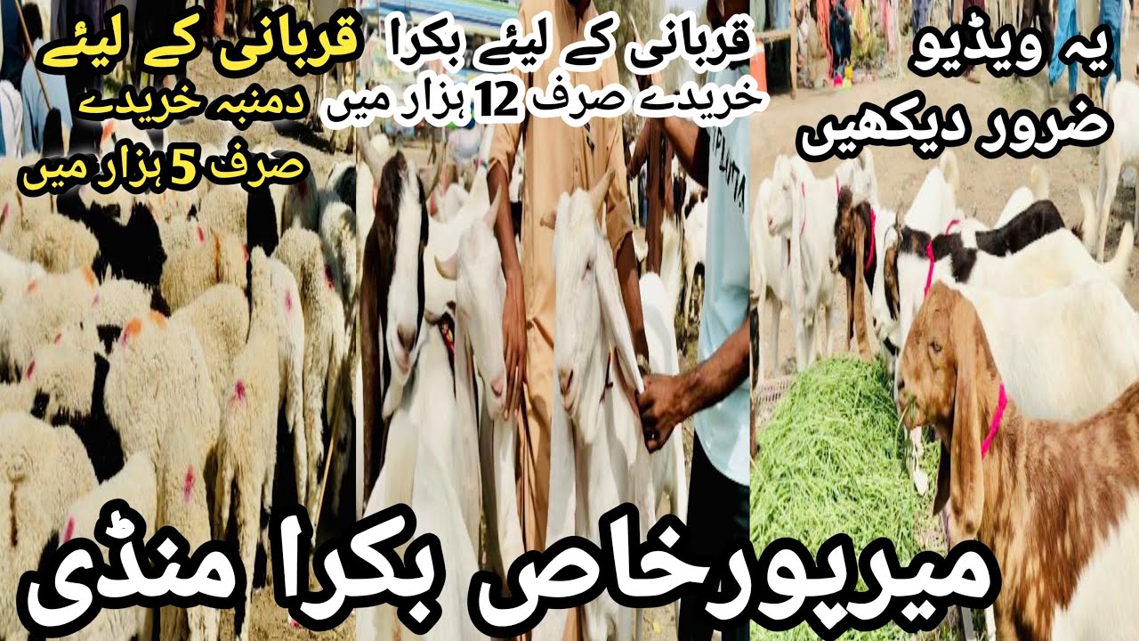 Mirpurkhas Bakra Mandi latest update 7 march 2025 || Bakra Mandi 2025