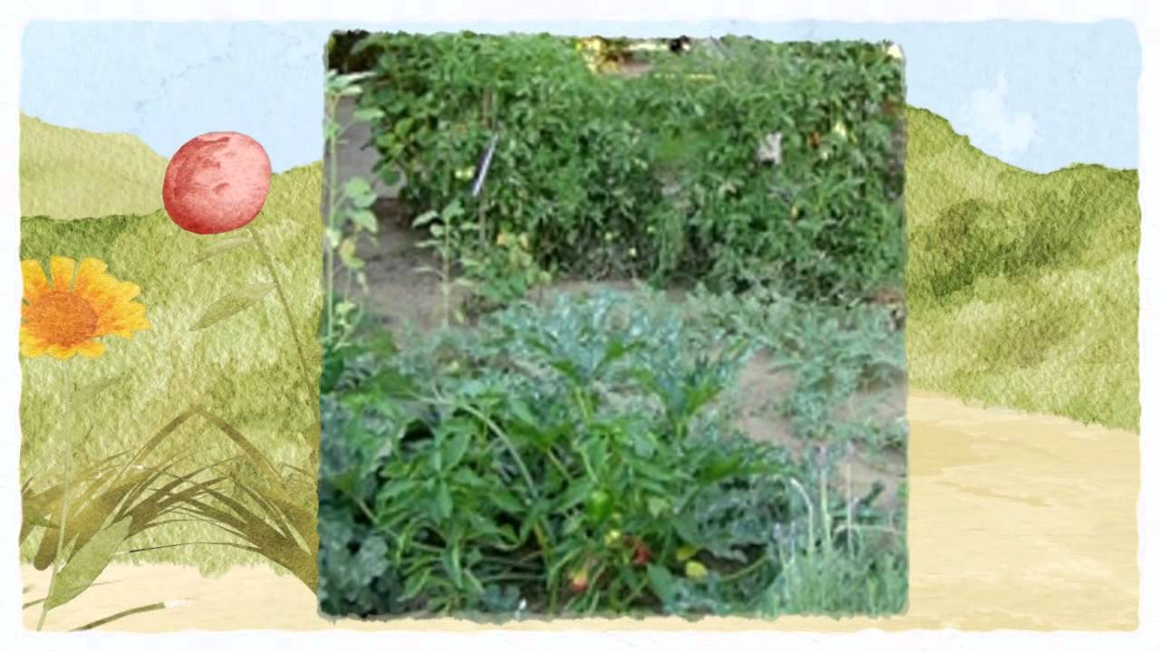 Official Pest Control Tulare CA 93274 559-248-1155 Tulare Bed Bug Treatment