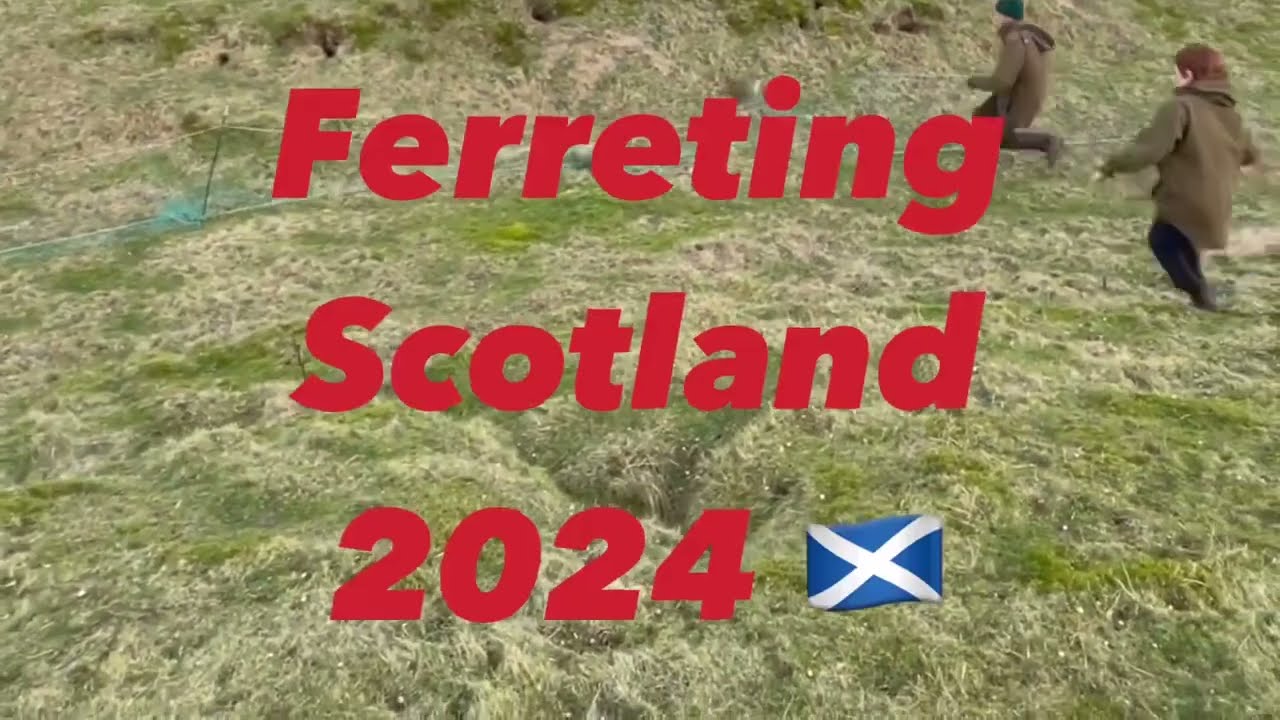 Ferreting Scotland 🏴󠁧󠁢󠁳󠁣󠁴󠁿