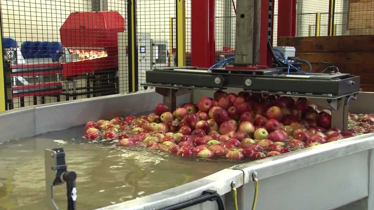 Sorter - six lines machine for apples