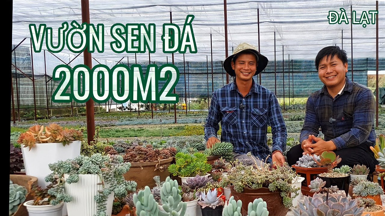 Khám Phá Vườn Sen Đá Tuyệt Đẹp Ngay Tại Đà Lạt|Nhà Toản|Succulent Beauty in Dalat|Toản's Family| VN