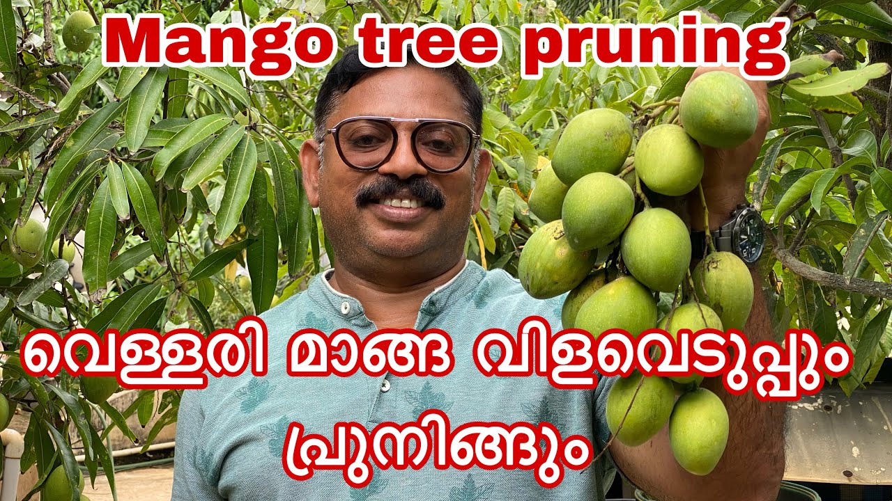 MANGO TREE PRUNING വെള്ളരി മാങ്ങ വിളവെടുപ്പും പ്രുനിങ്ങും