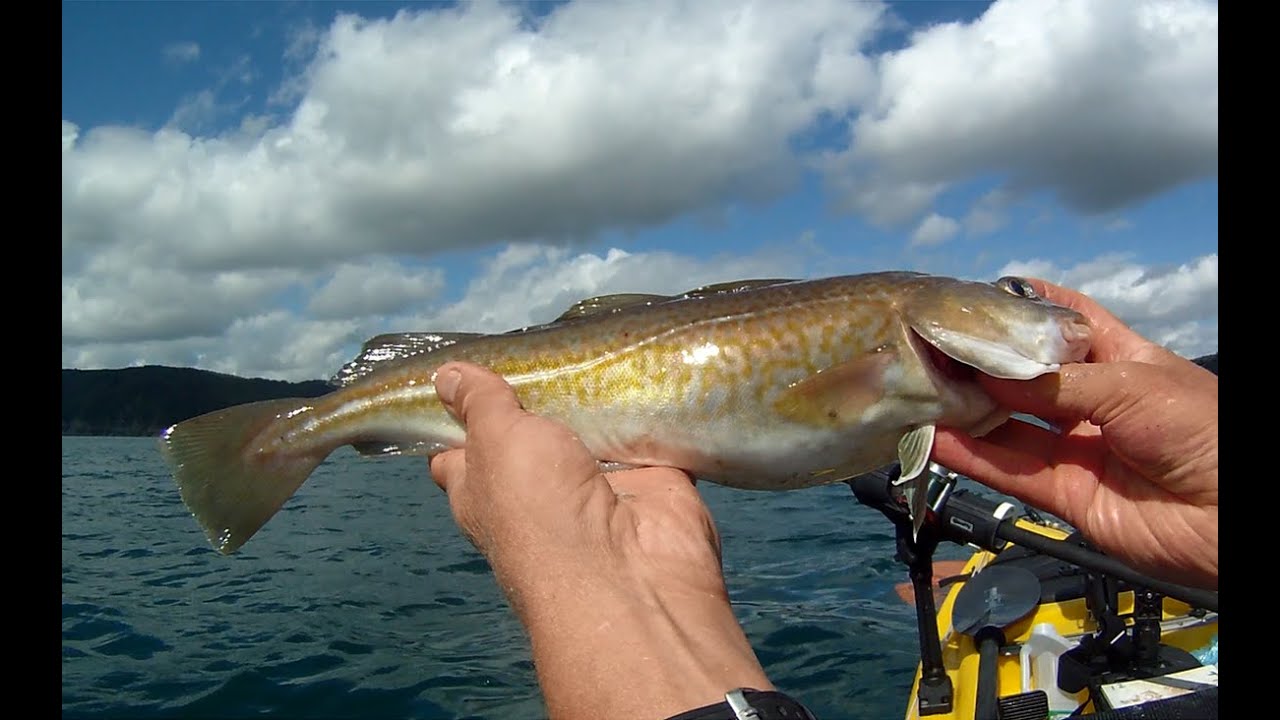Рыбалка с каяка — Неожиданный улов — Ловля палтуса и трески — Эхолоты находят рыбу