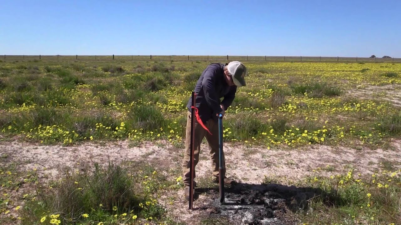 Lebeckia: A perennial legume for non-wetting deep sandy soils