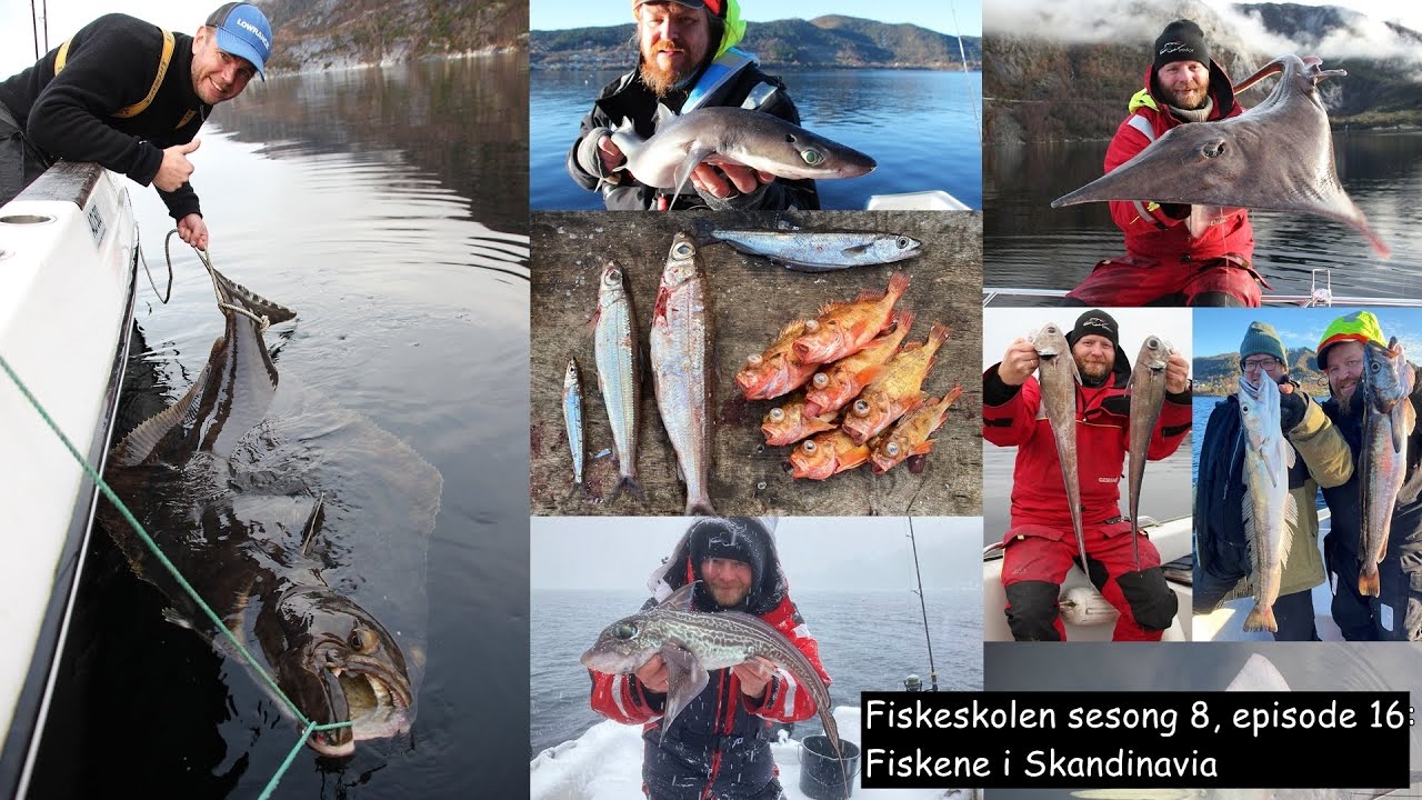 Fiskeskolen sesong 8, episode 16: Fiskene i Skandinavia
