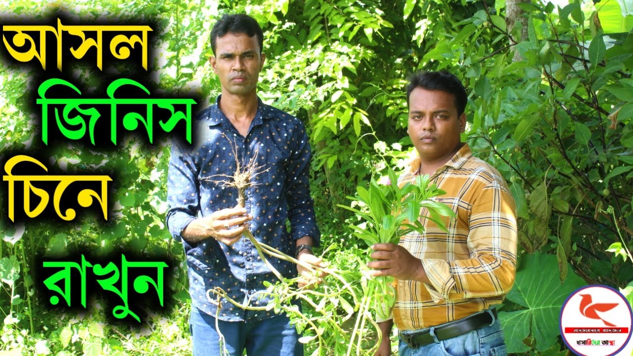 জিনসেং নিয়ে প্রতারণা অজান্তেই কিডনি, লিভার, হার্টের ক্ষতি  | আলম কবিরাজ