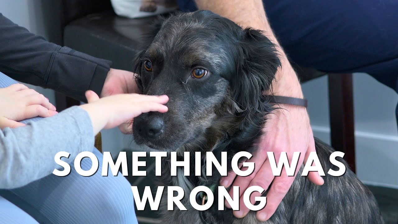 Using Ultrasound to Diagnose Lameness in Dogs