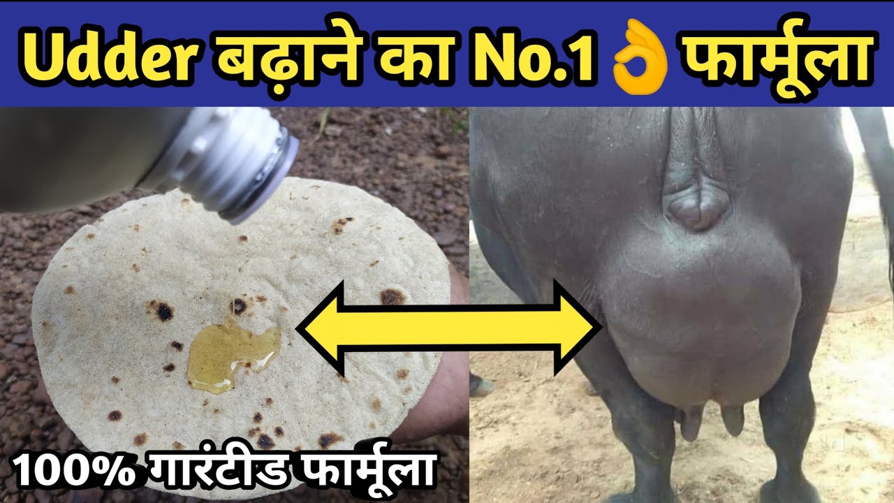गाय/भैंस की थन,लेवटी(Udder) बढ़ाने का No.1 देसी फॉर्मूला|Levti bdhane|Increase udder of cow/buffalo.