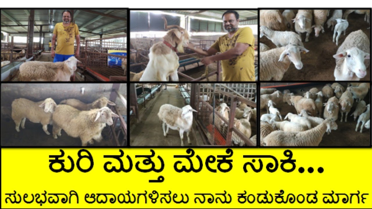 ಕುರಿ ಮತ್ತು ಮೇಕೆ ಸಾಕಿ ನಾನು ಡಬಲ್ ಆದಾಯ ಗಳಿಸುತ್ತಿದ್ದೇನೆ (DORPHER AND BANDUR SHEEP )