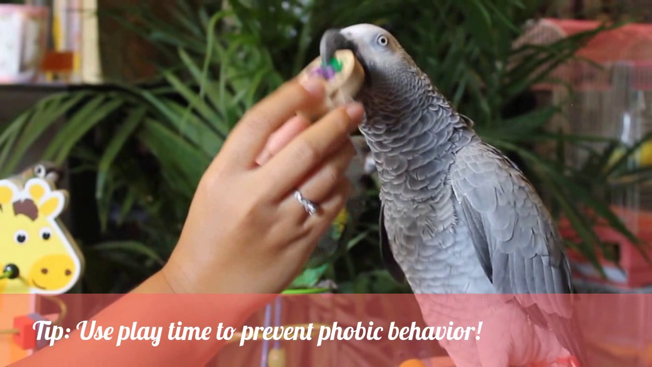 PARROT CARE DAILY ROUTINE AND TIPS | A day in the life of 3 parrots