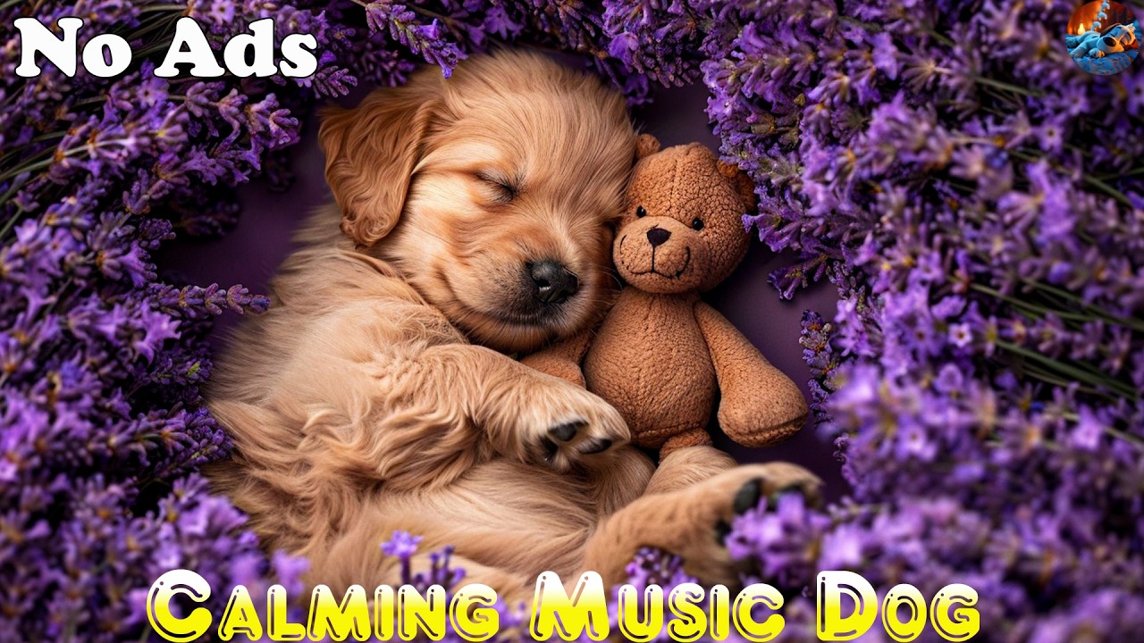 (No Ads) Deep Sleep Music for Dog🐶Anti-Separation Anxiety & Calming Healing Sounds💖Dog Relax Music