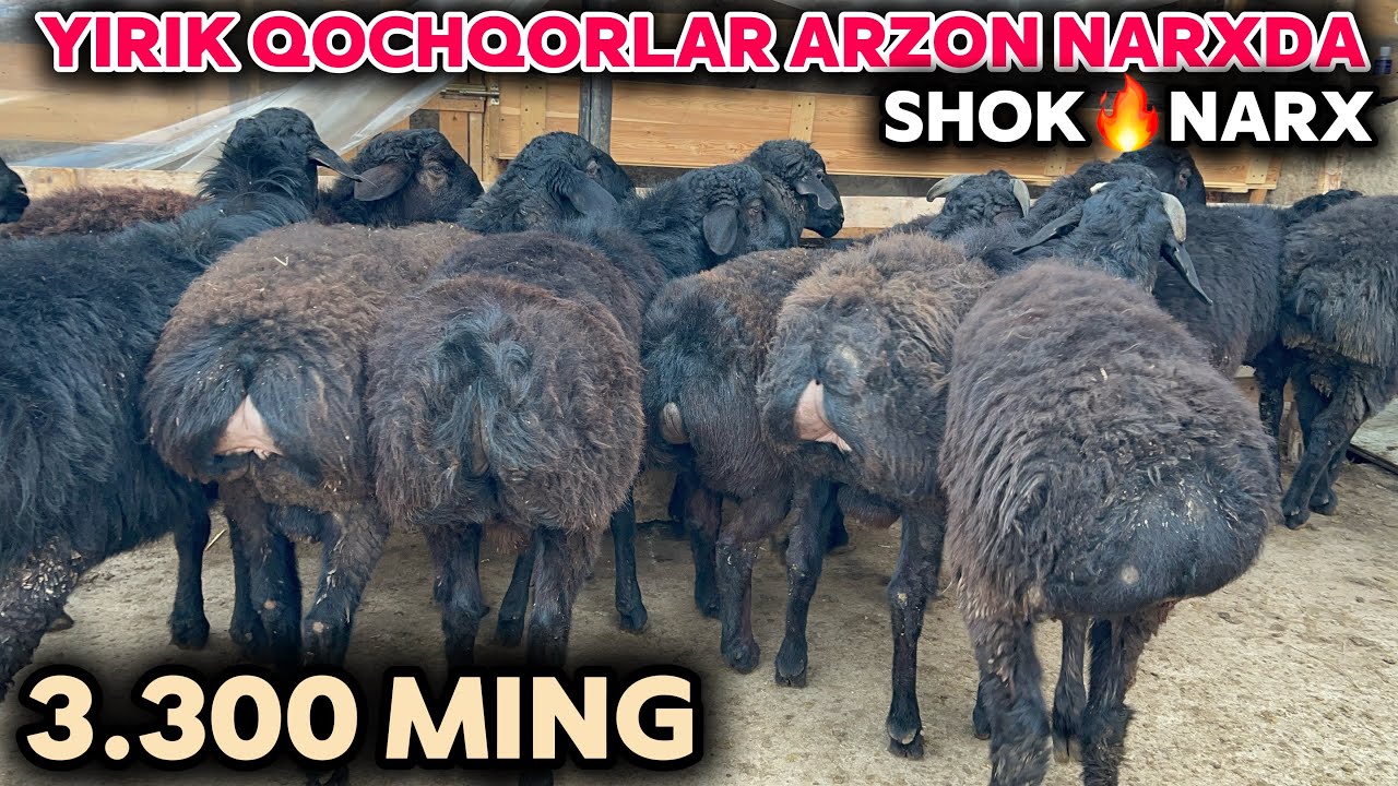 YIRIK QOCHQORLAR NARXINI SAYDULLO AKA YORVORDI SHOSHILING PULI ARZON QO’YLAR KELDI