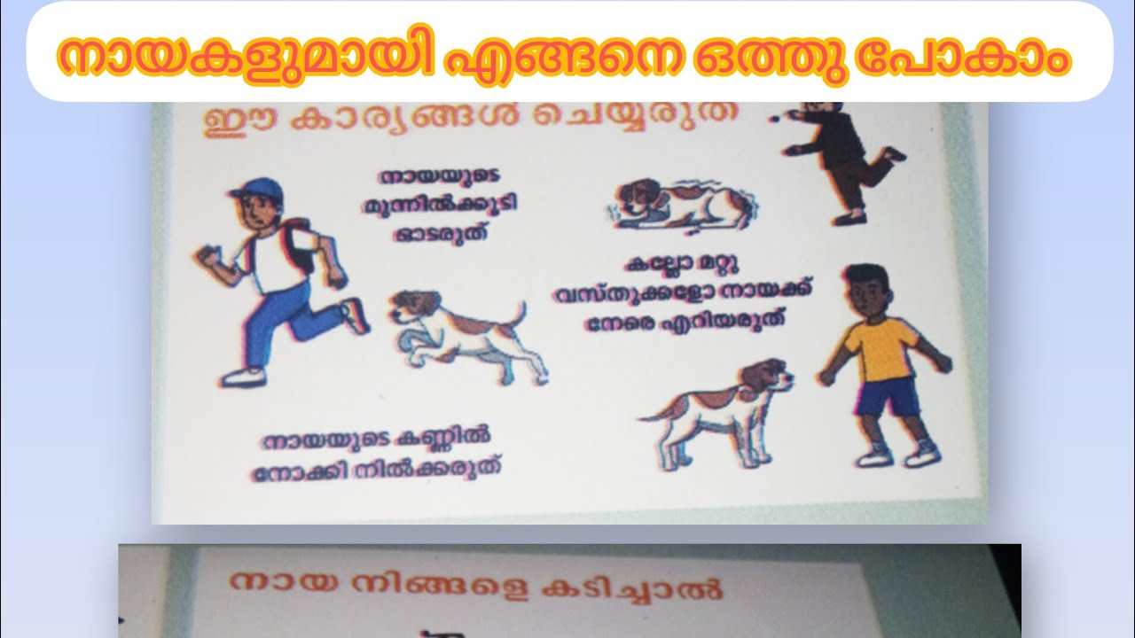 തെരുവുനായ ശല്യം രൂക്ഷമാണോ? ഈ കാര്യം ചെയ്തു നോക്കു 🐕🐕🐕🐕🐕🐕🐶🐶🐶🐶🐕🐶🐕