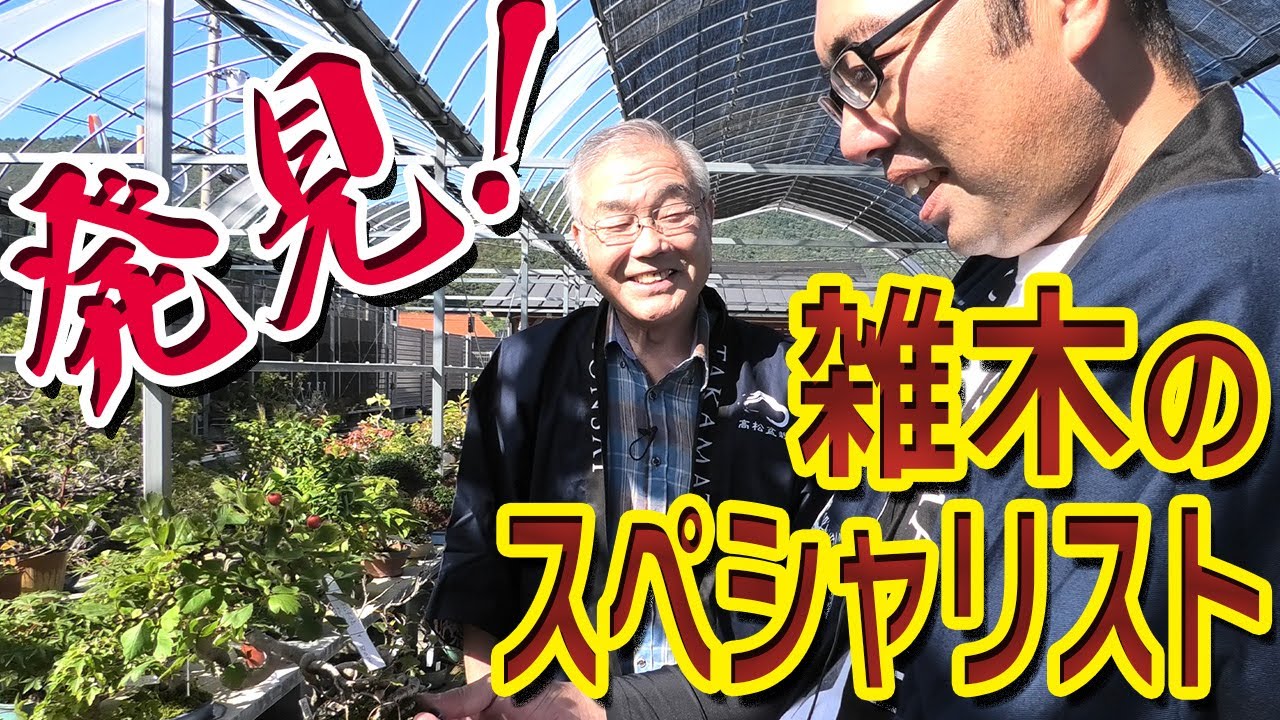 松だけじゃない！雑木盆栽のスペシャリストに出会う【高松盆栽の郷】