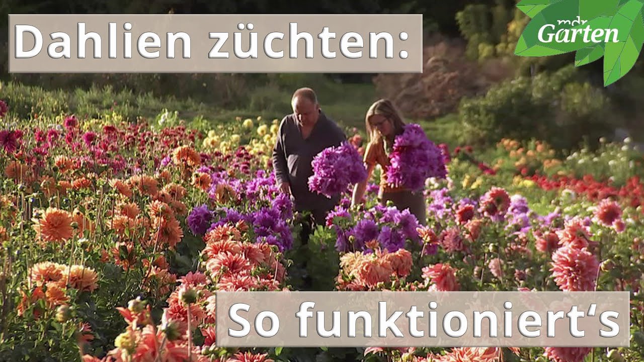 So werden Dahlien gez&uuml;chtet | MDR