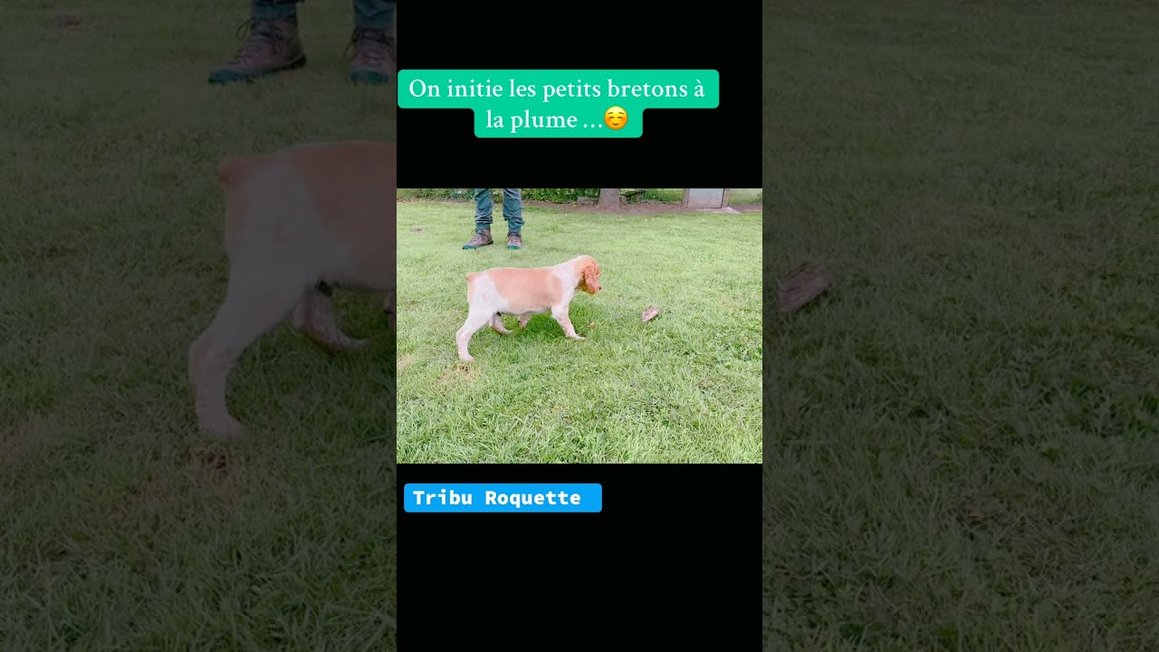 Chiots épagneul breton de 2 mois à la canne à pêche