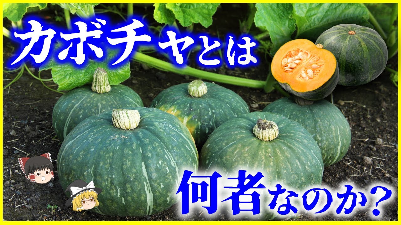 【ゆっくり解説】「かぼちゃ」とは何者なのか？を解説/マンモス絶滅とともに人類を進化のパートナーにした？なぜハロウィンに使われる？